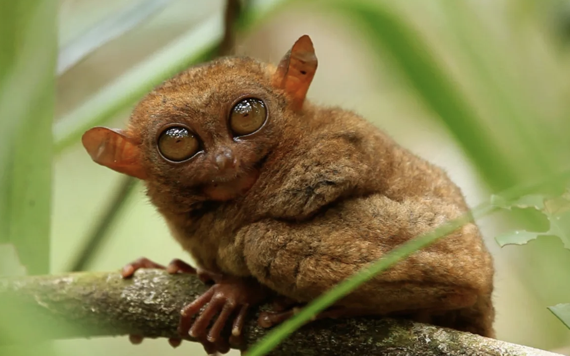 Philippine_Tarsier