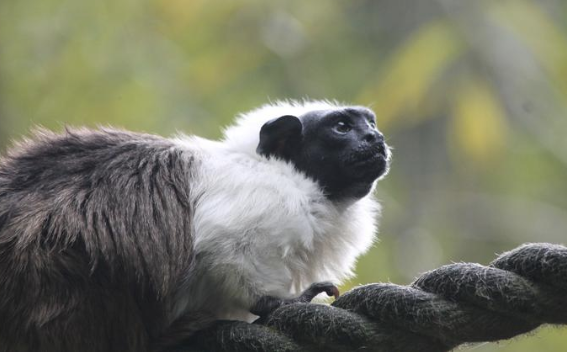 Pied_Tamarin