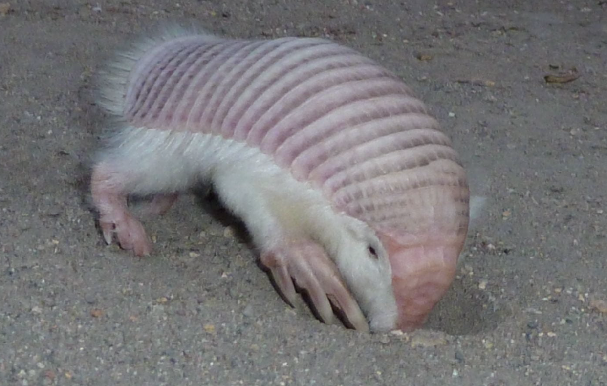 Pink_Fairy_Armadillo