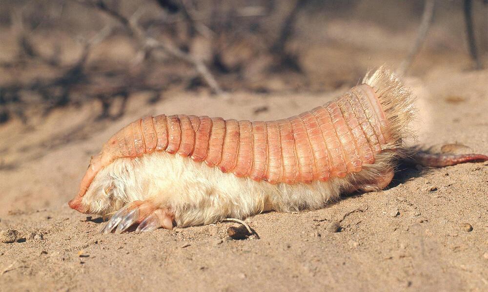 Pink_Fairy_Armadillo_Chlamyphorus_truncatus