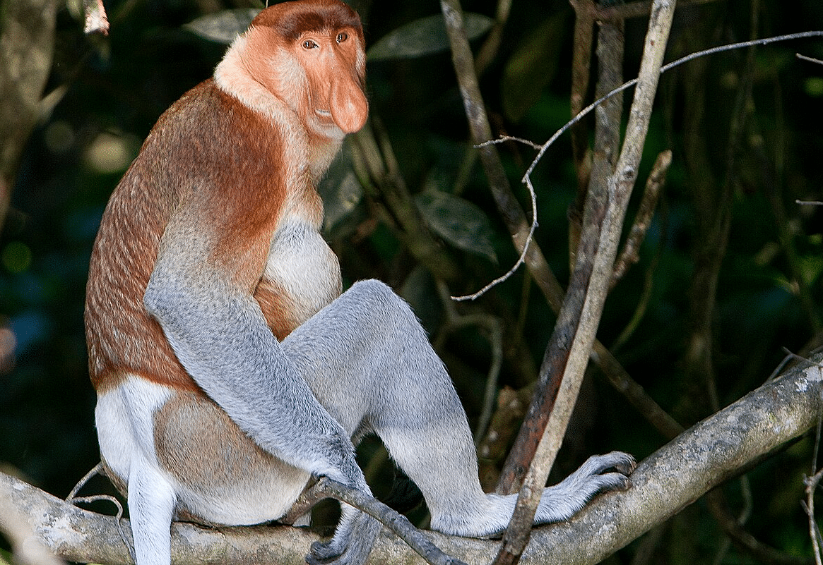 Proboscis_Monkey_Nasalis_larvatus