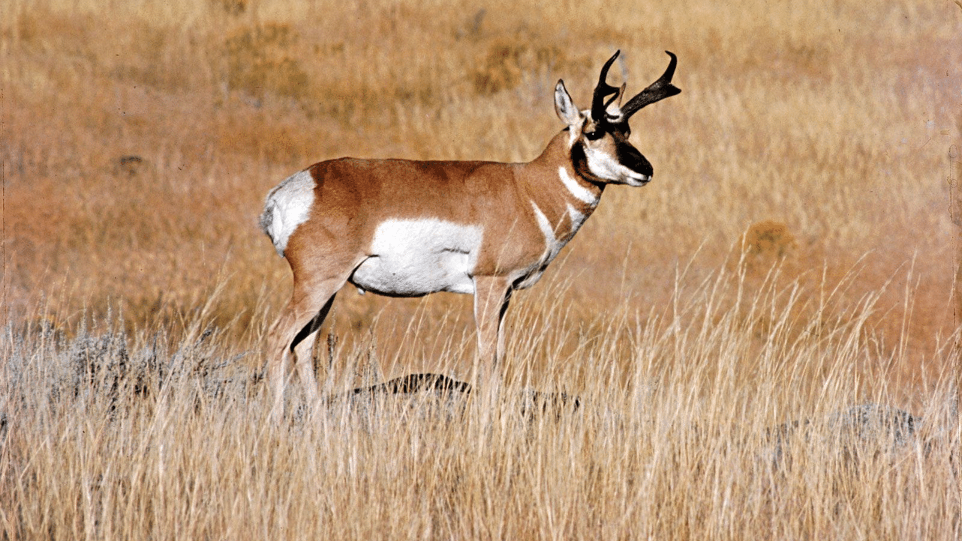 Pronghorn