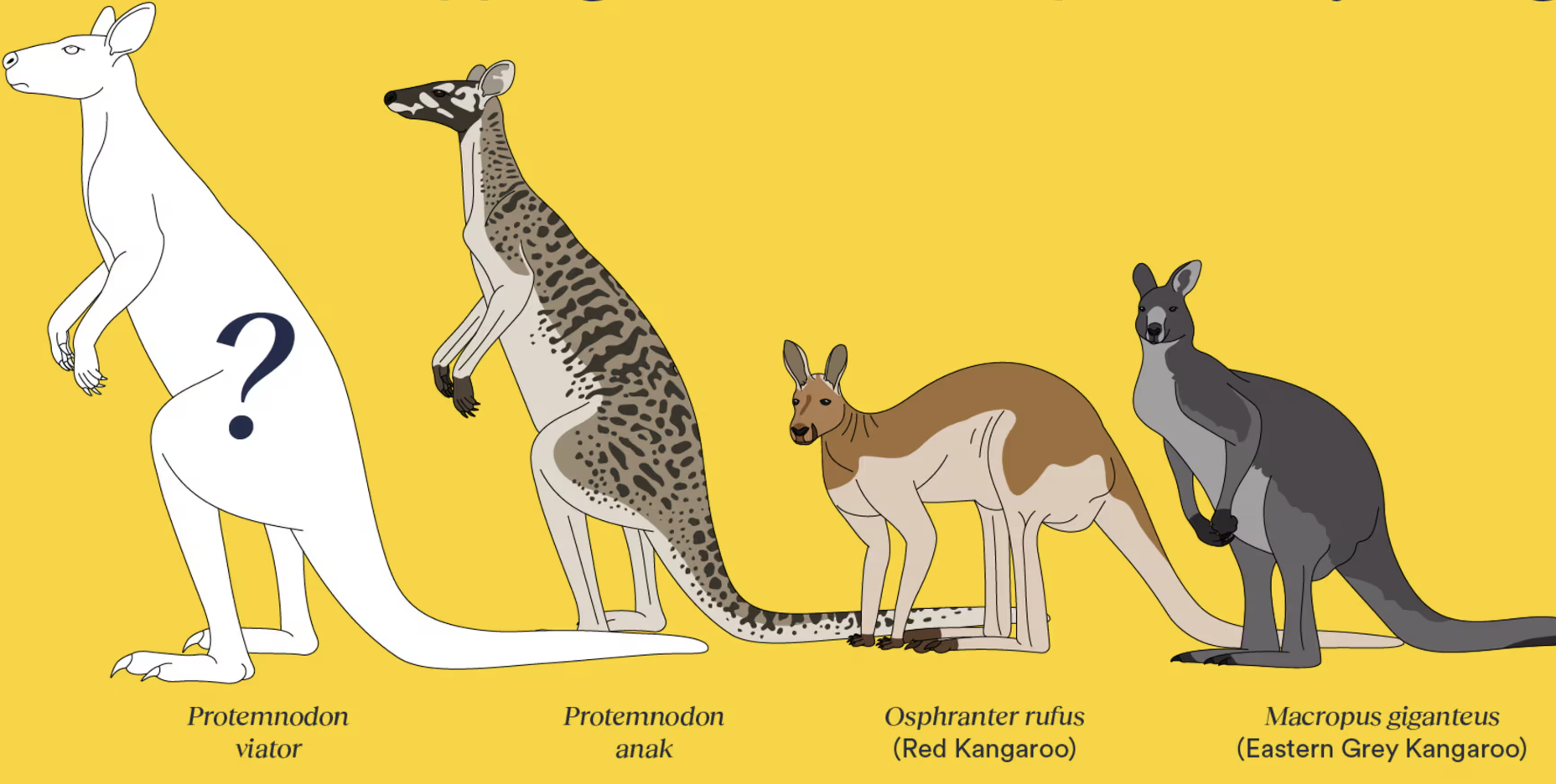 Protemnodon