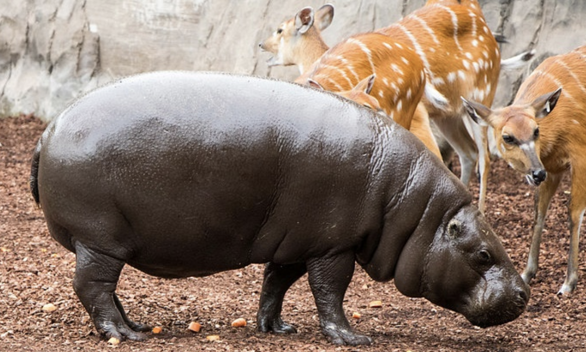 Pygmy_Hippopotamus