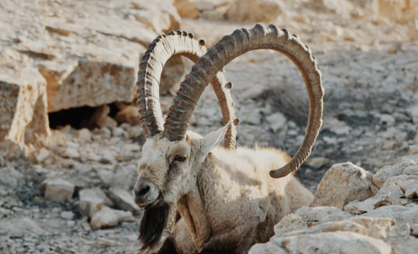 Pyrenean_Ibex