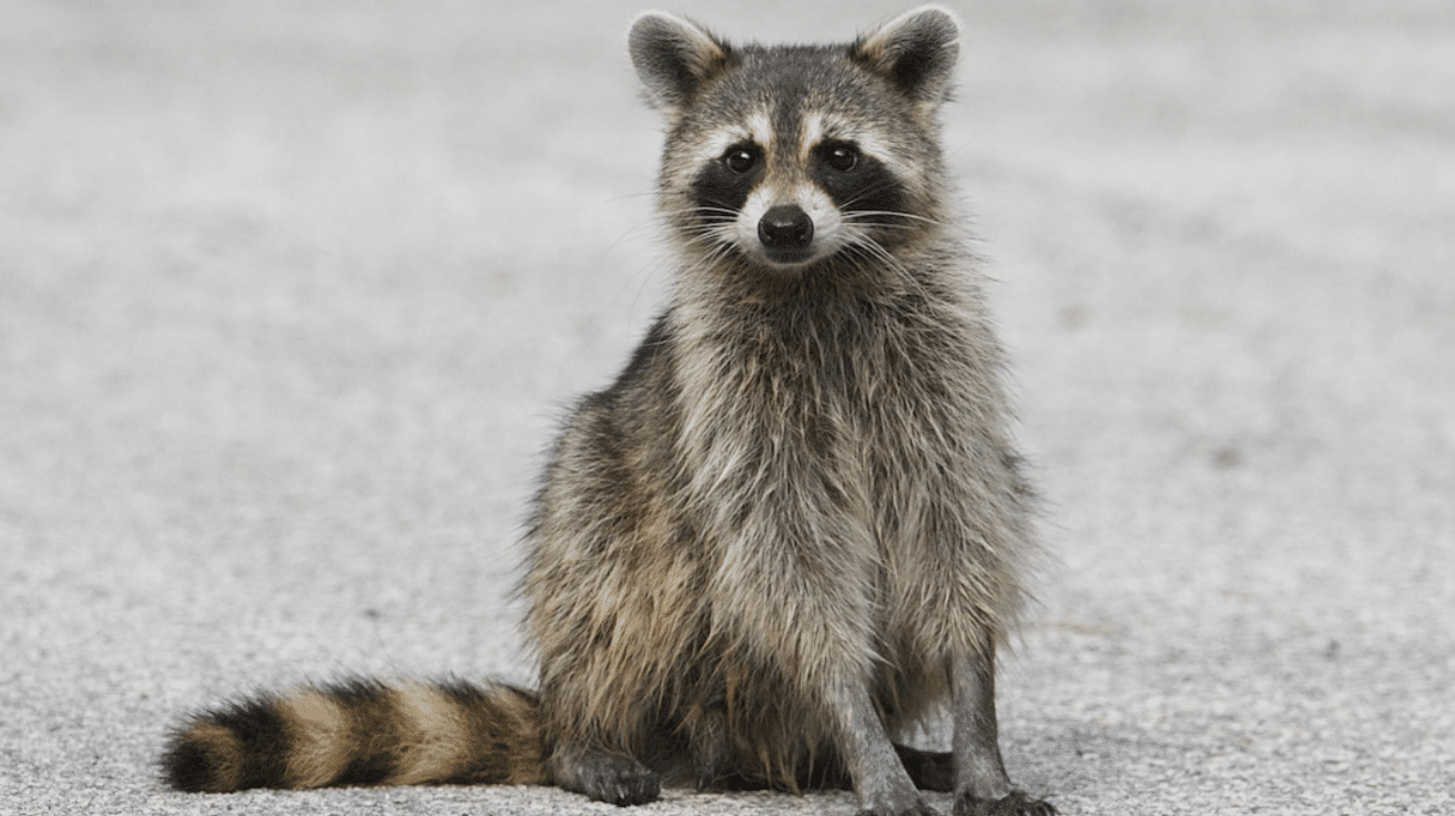 Raccoon