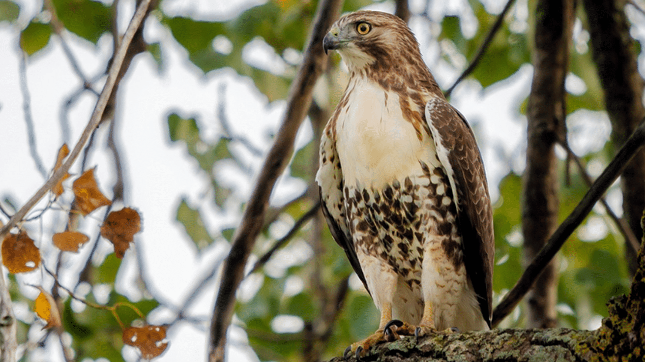 Red-tailed_Hawk