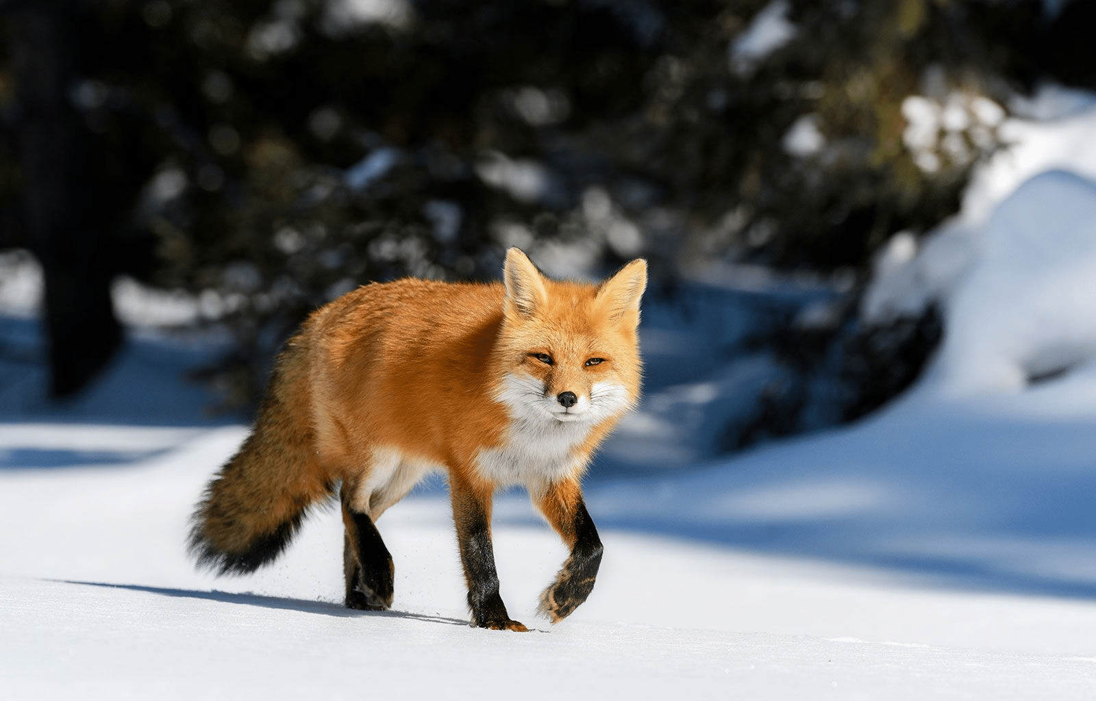 Red_Fox