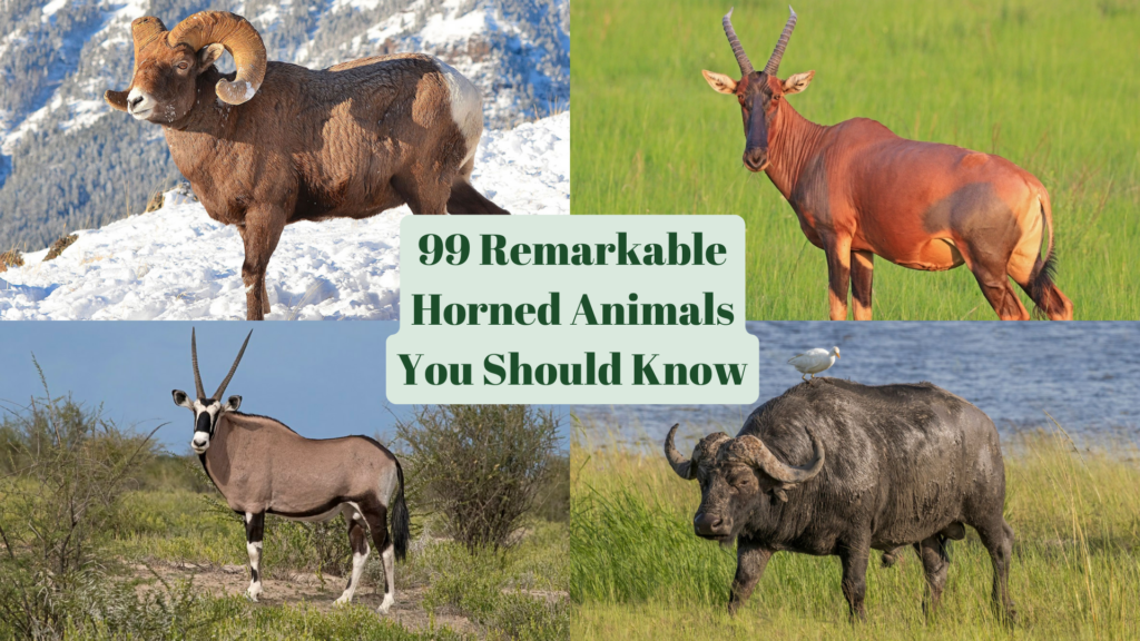 Remarkable Horned Animals You Should Know