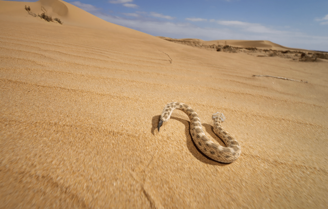 Sahara_Sand_Viper