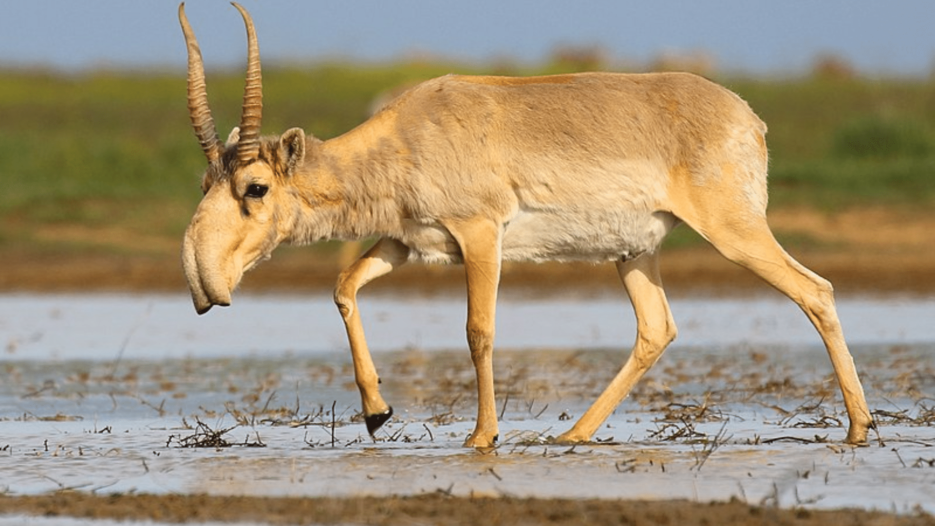 Saiga_Antelope