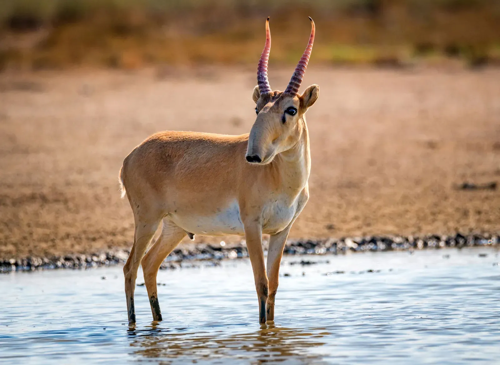 Saiga_Antelope_Saiga_tatarica