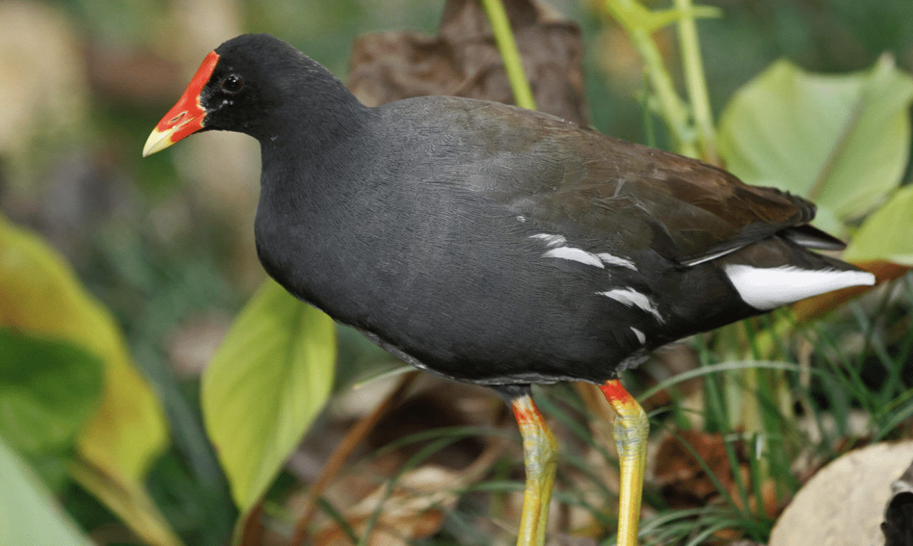 Saipan_Moorhen