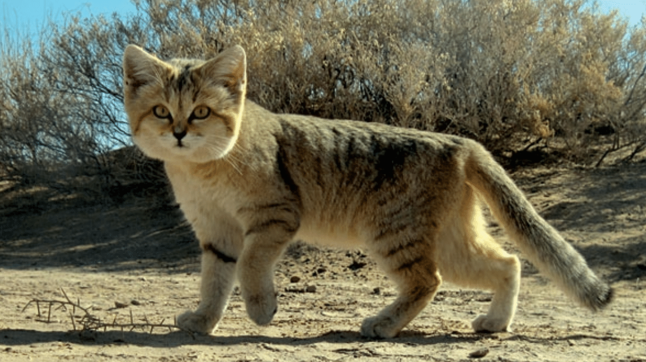 Sand Cat