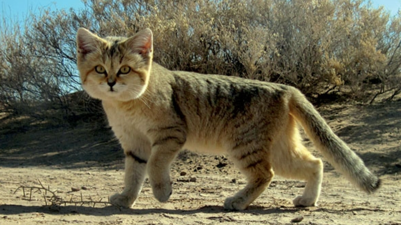 Sand_Cat