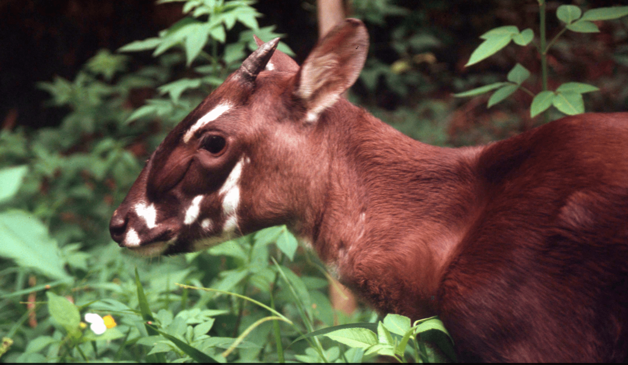 Saola