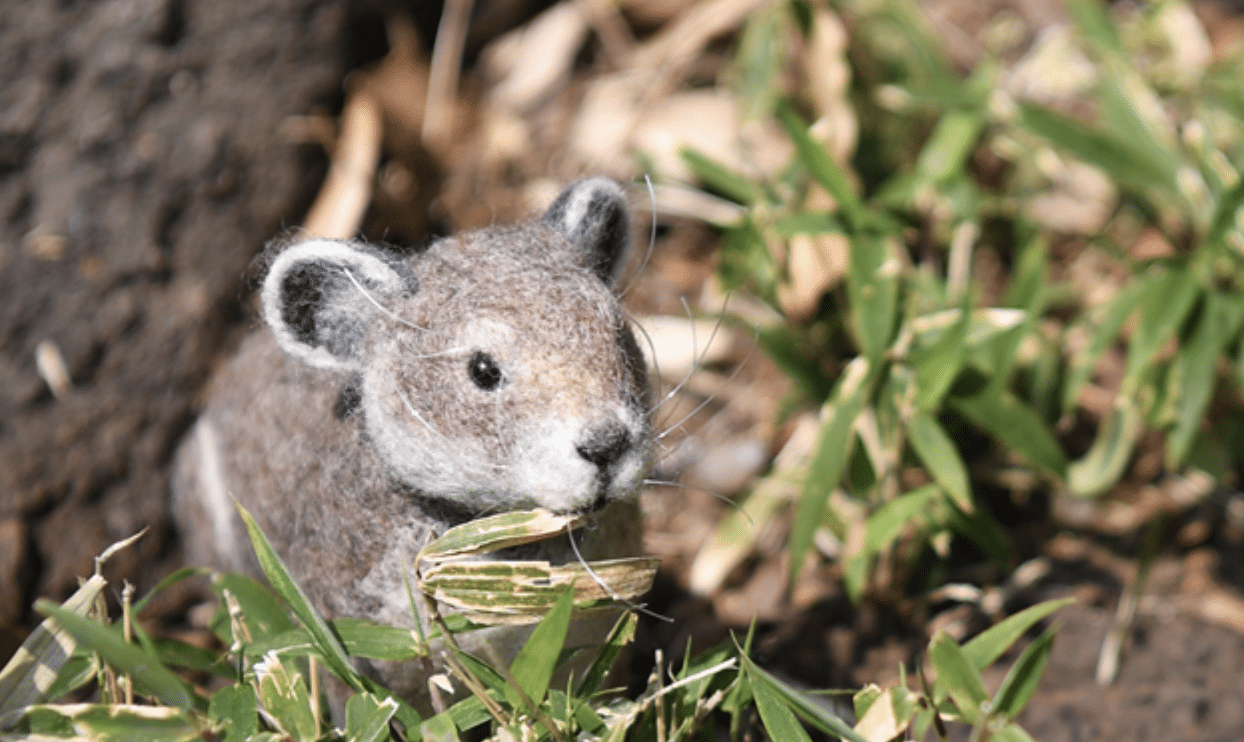 Sardinian_Pika