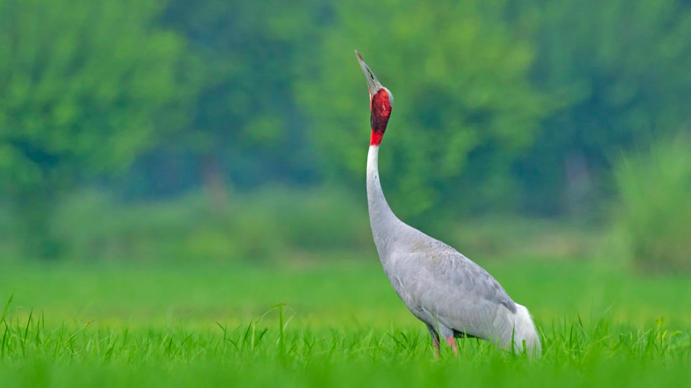 Sarus_Crane