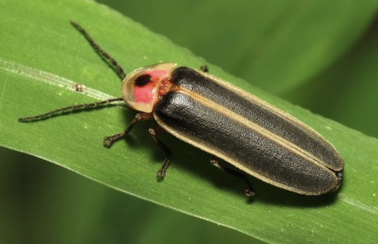 Satanic_Firefly_Beetle