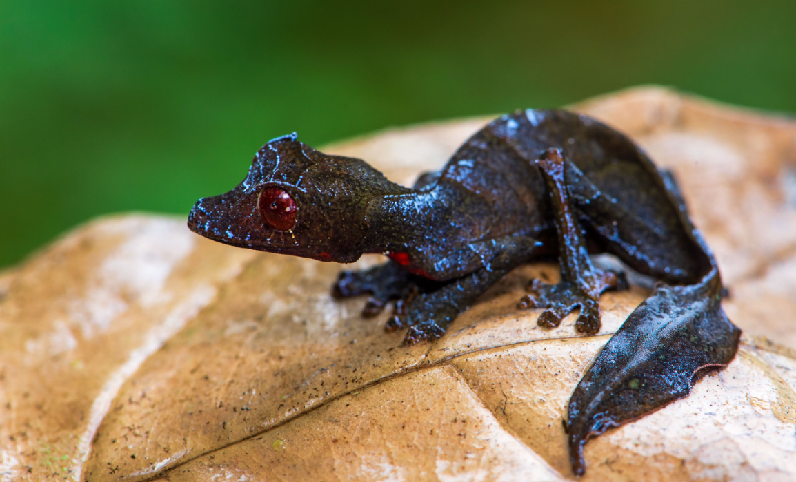 Satanic_Leaf-Tailed_Gecko