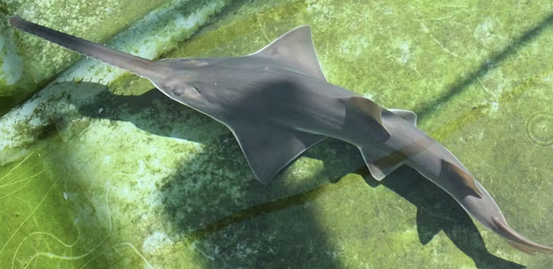 Sawfish