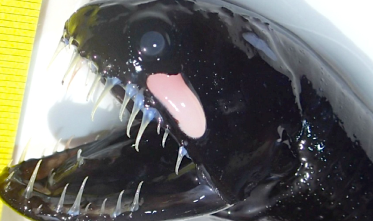 Scaleless_Dragonfish