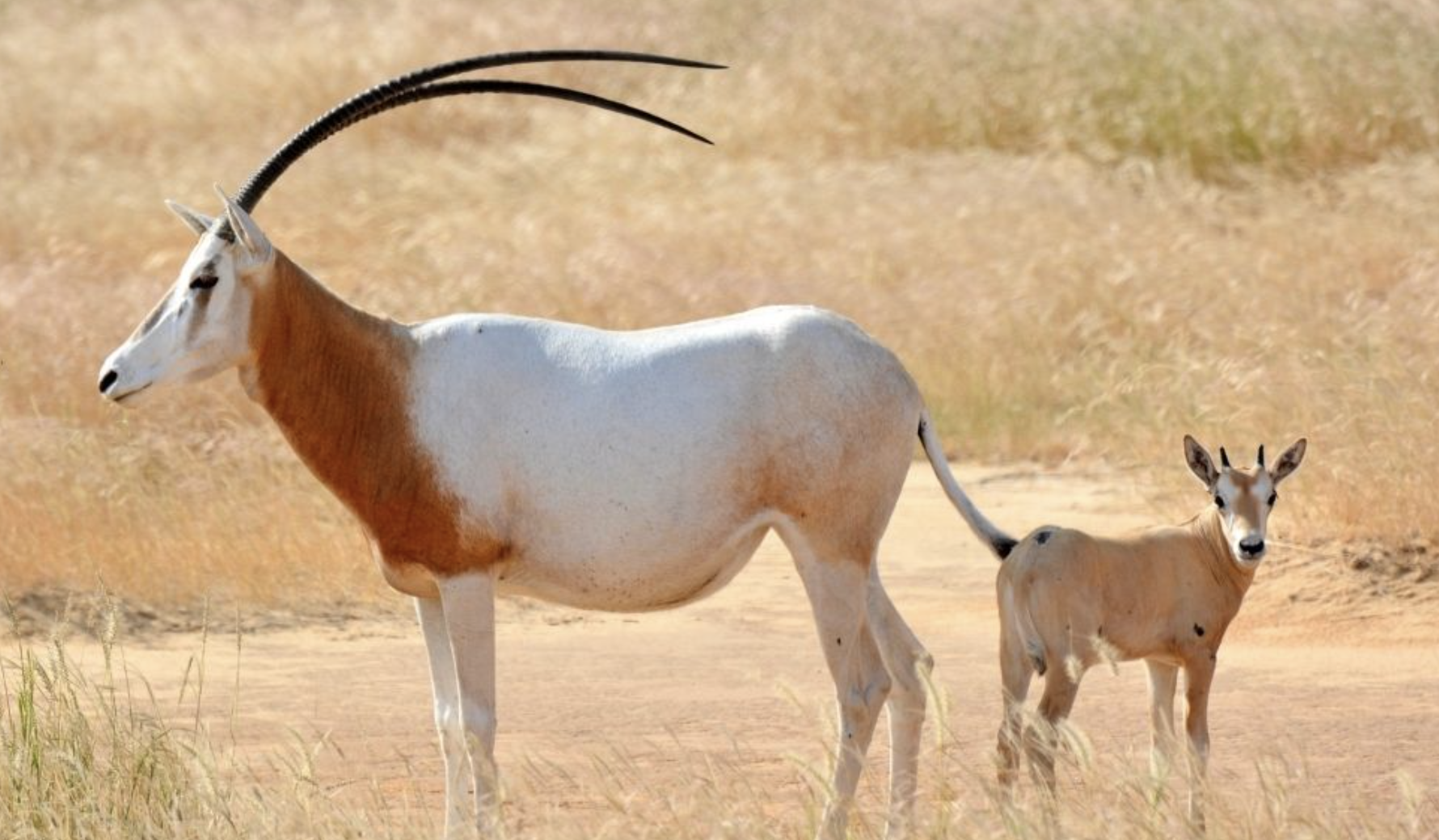 Scimitar-Horned_Oryx