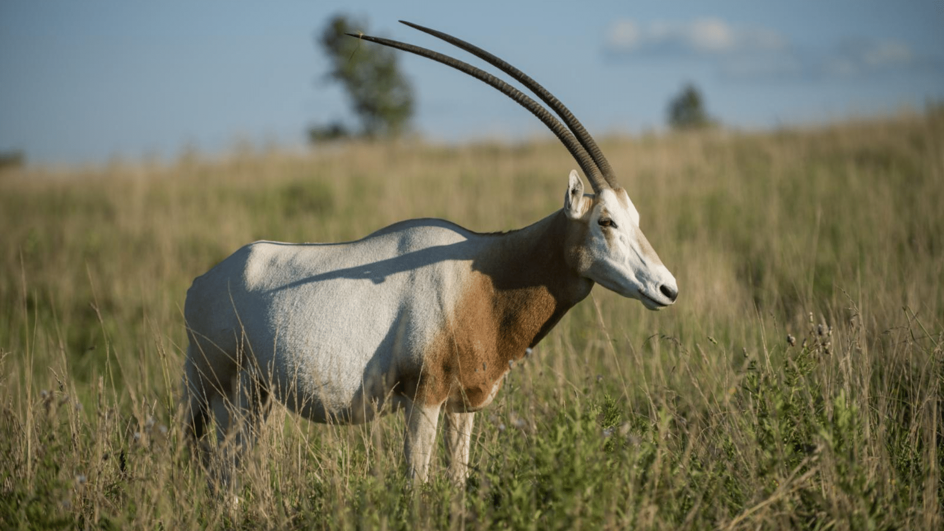 Scimitar_Oryx