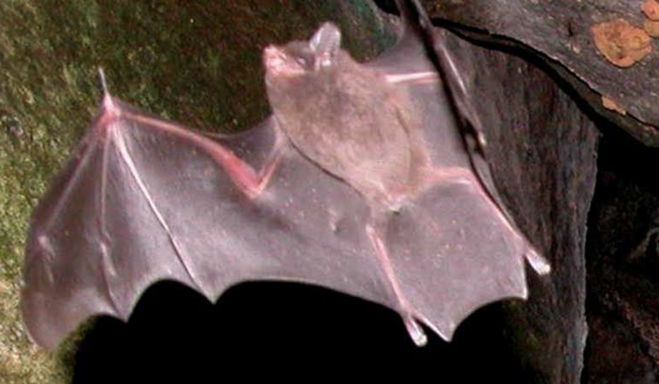 Seychelles_Sheath-Tailed_Bat