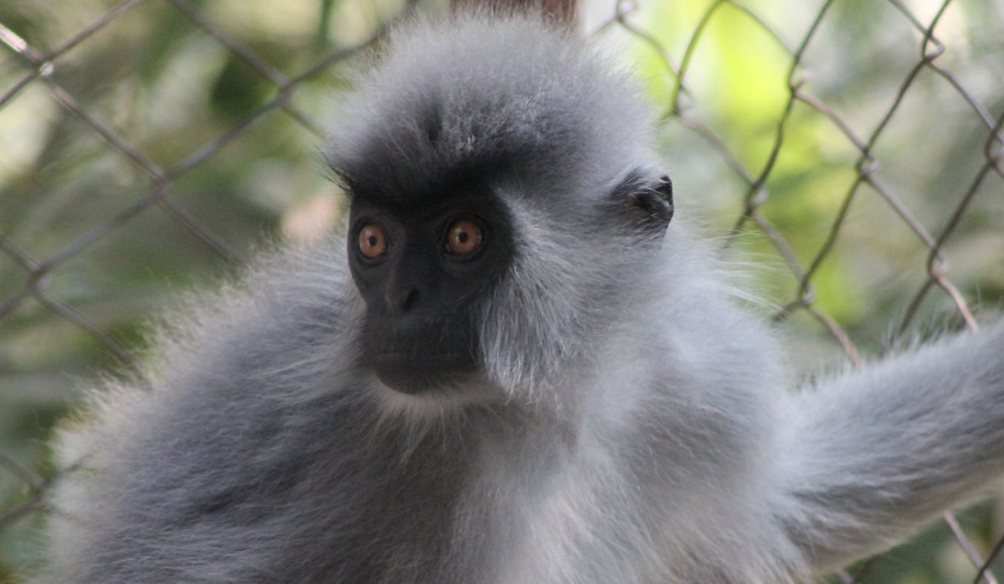 Shortridges_Langur