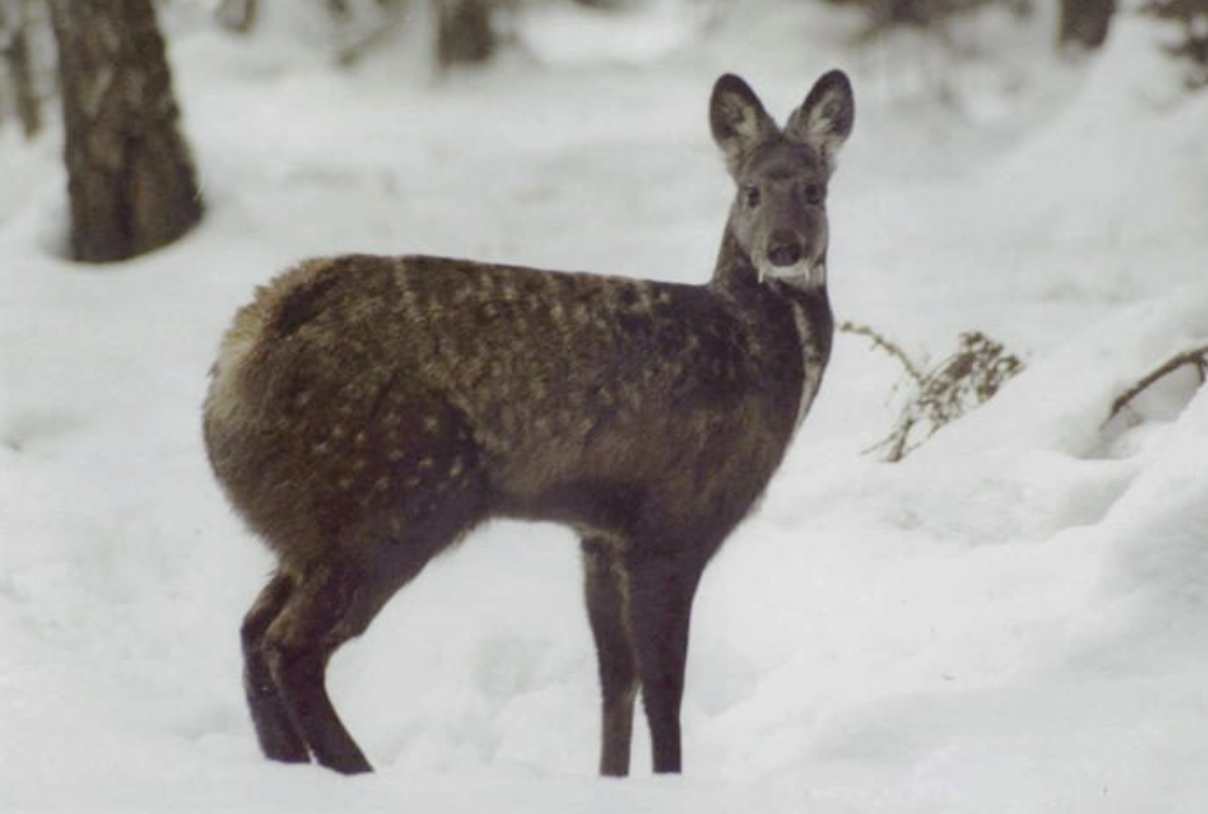 Siberian_Musk_Deer