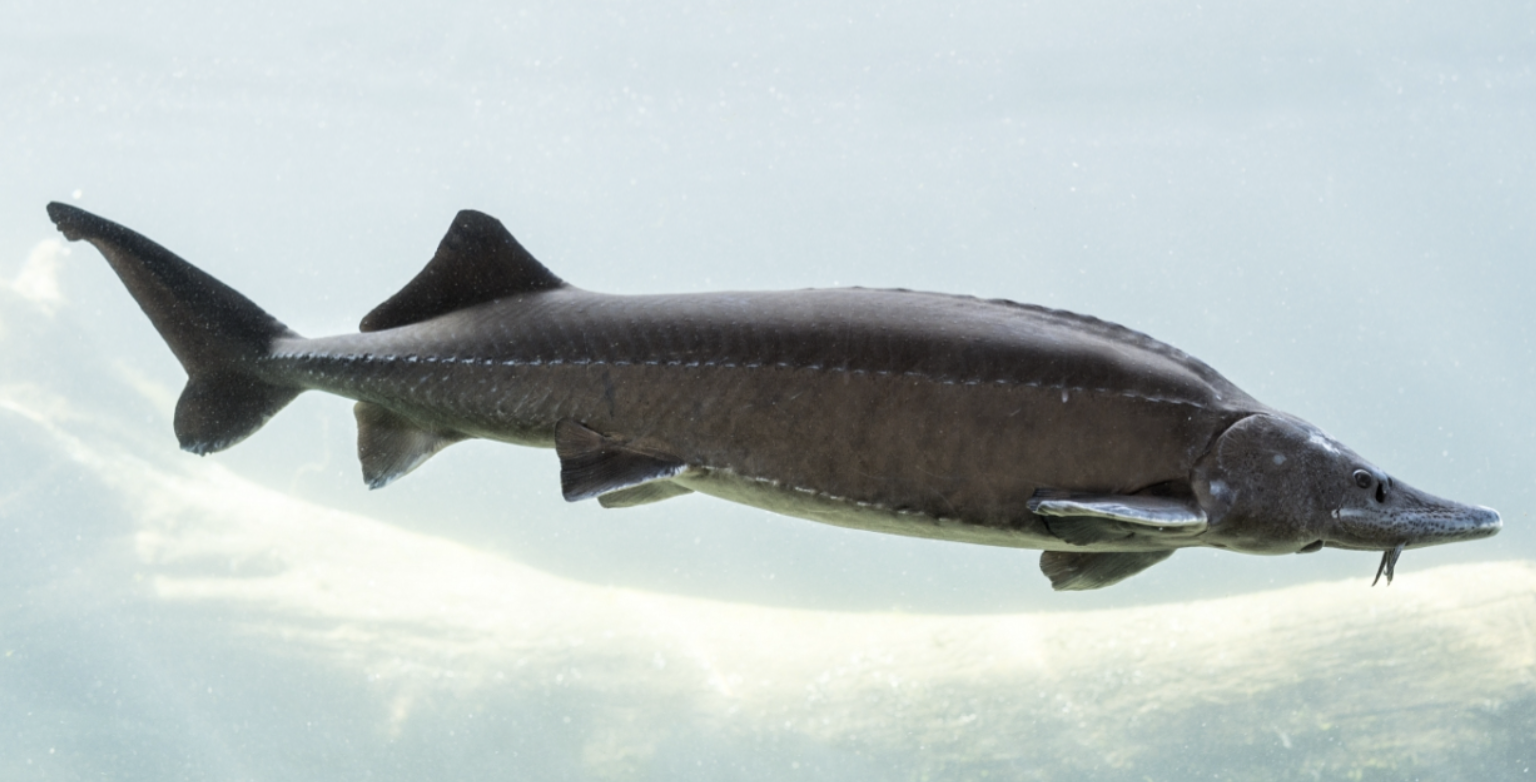 Siberian_Sturgeon