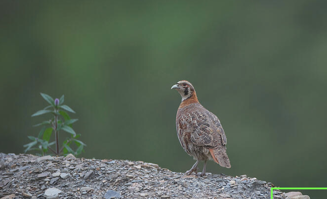 Sichuan_Partridge