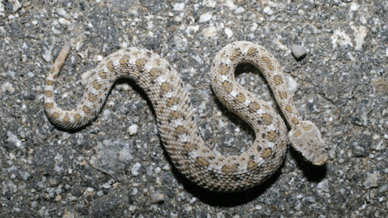 Sidewinder Rattlesnake