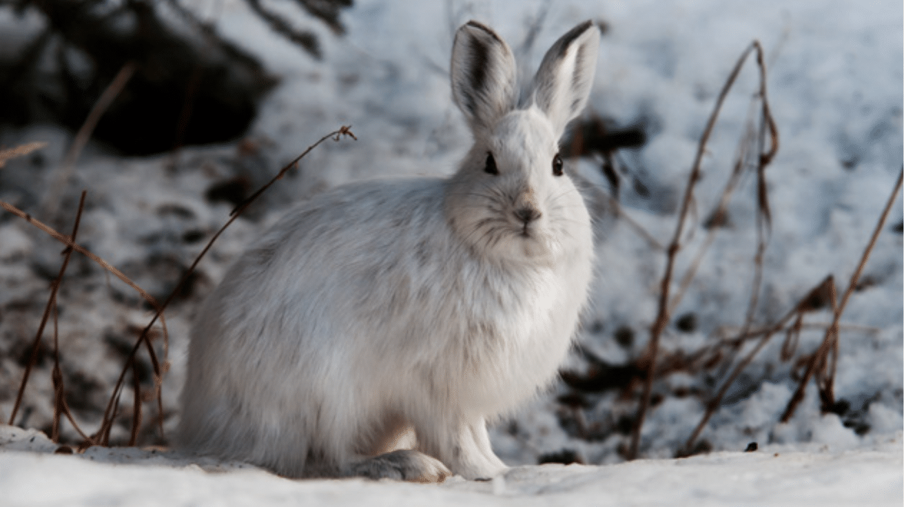 Snowshoe_Hare