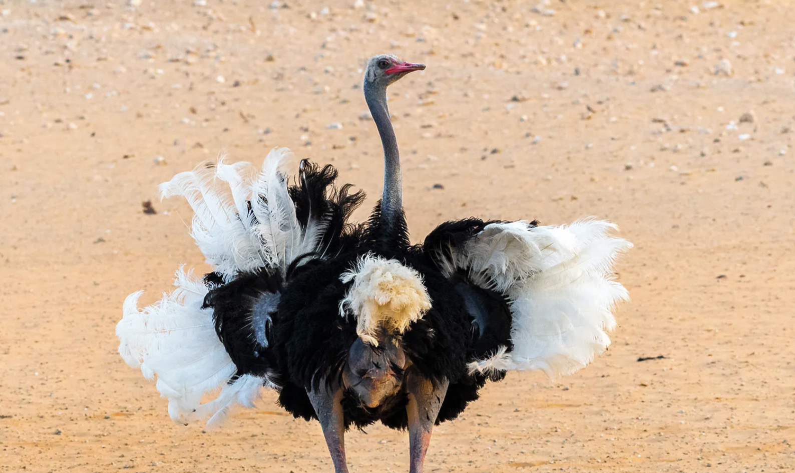 Somali_Ostrich