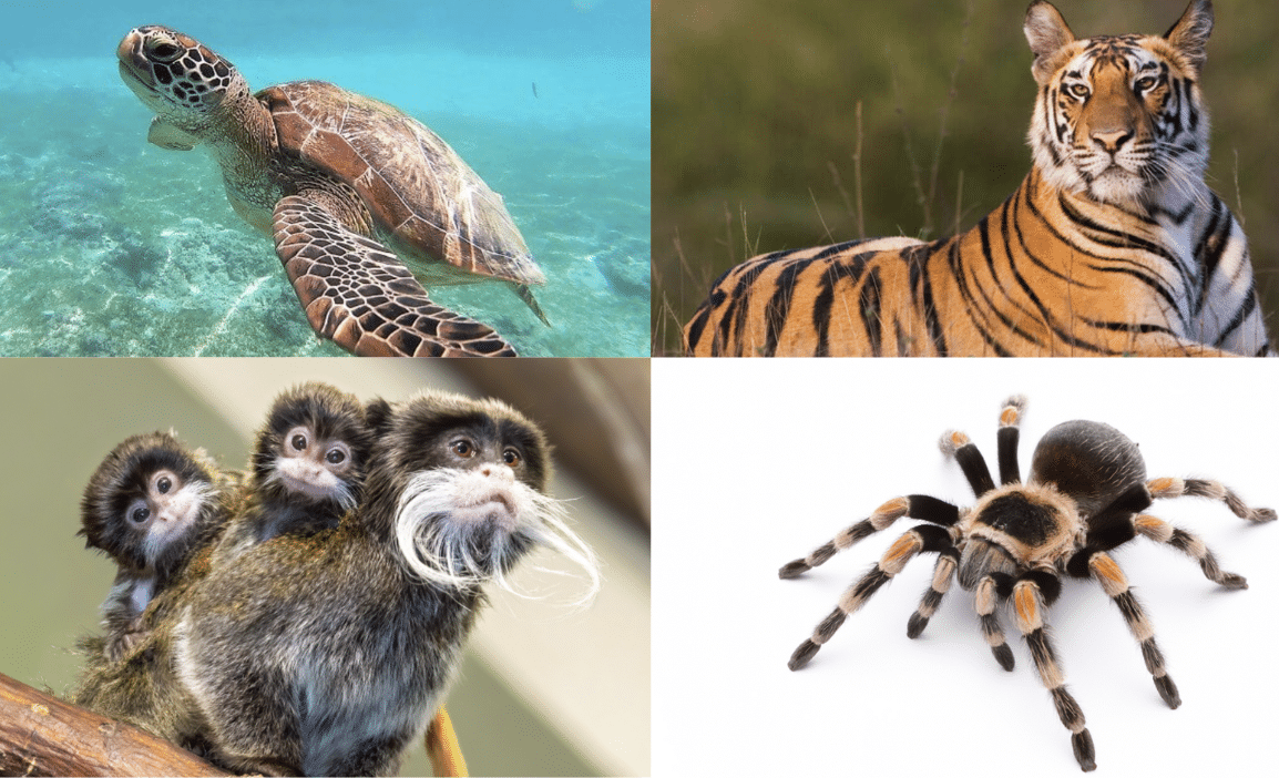 Some_Other_Animals_that_Start_with_T