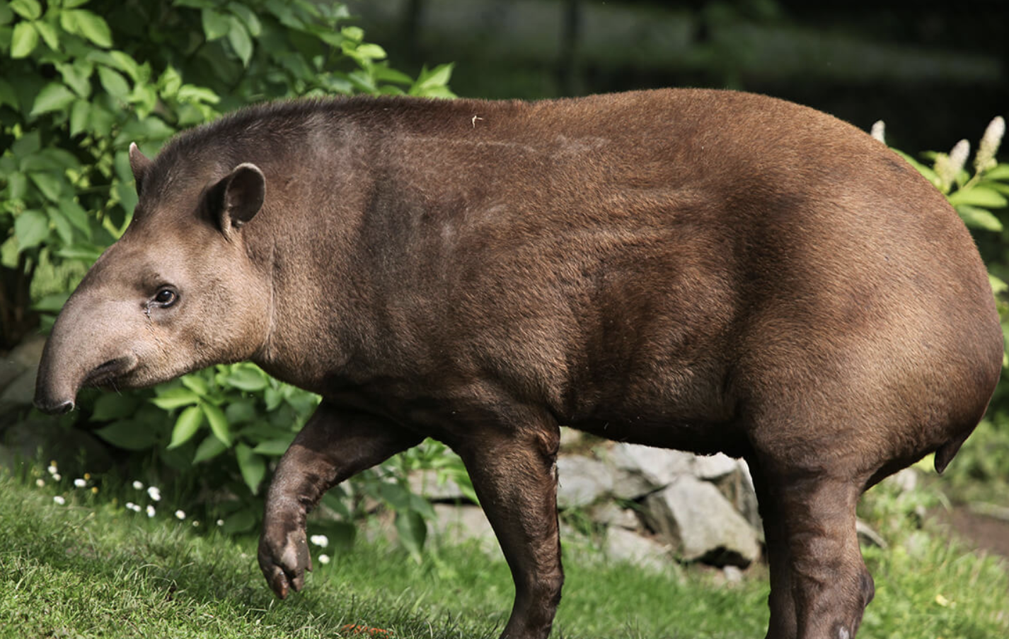 South_American_Tapir