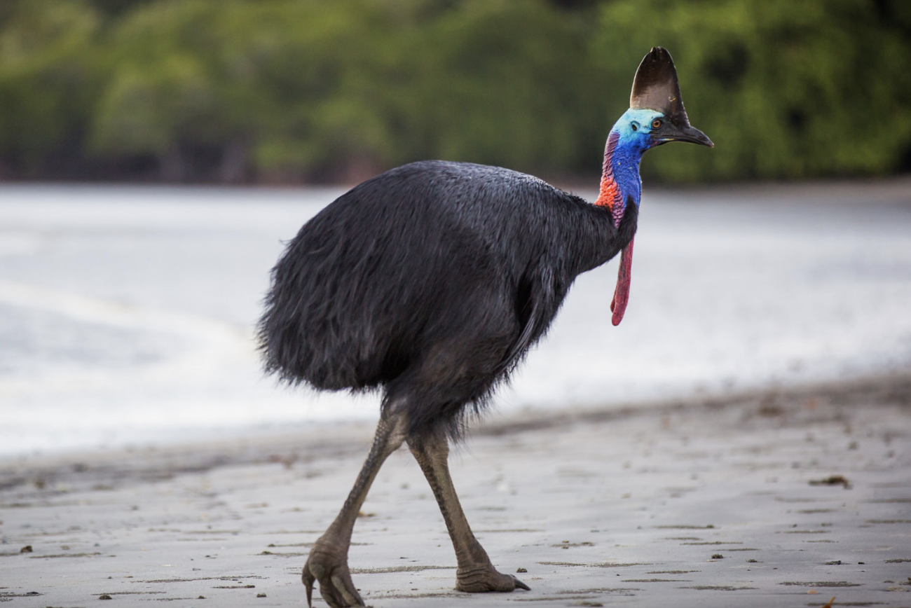 Southern_Cassowary