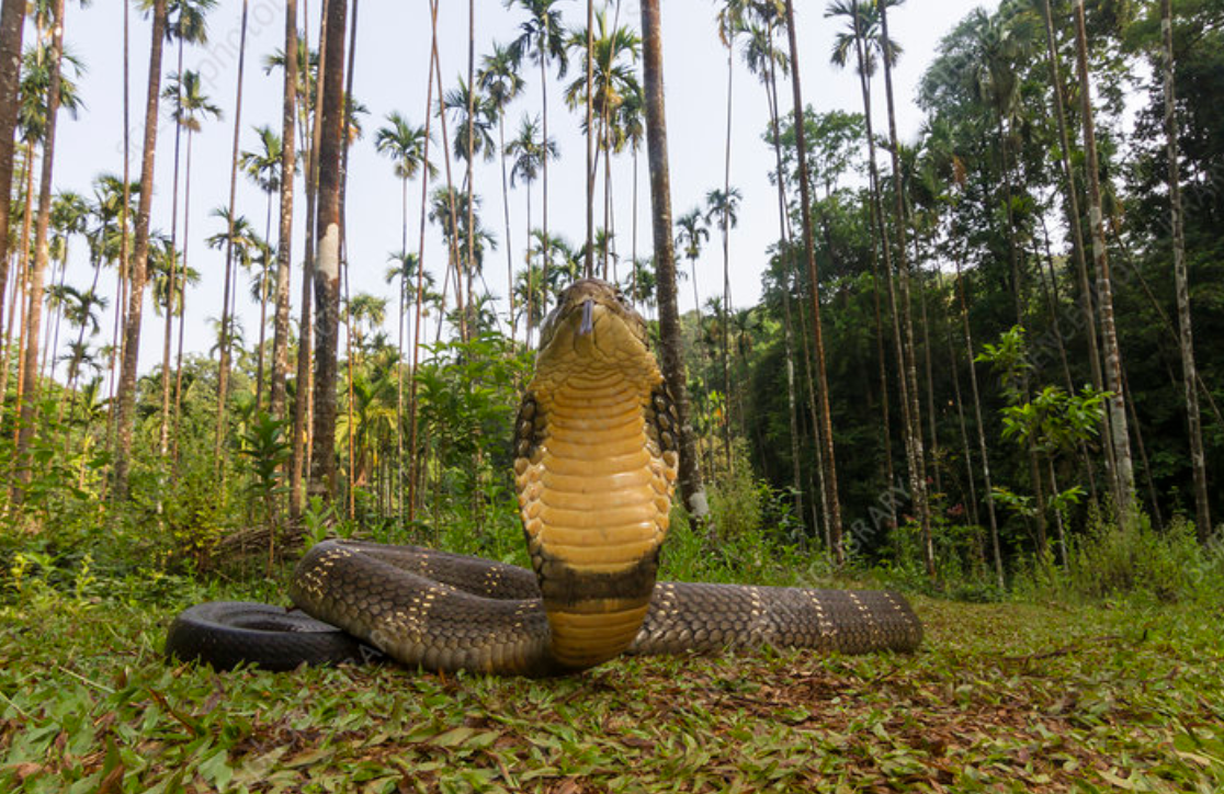 Spectacled_Cobra