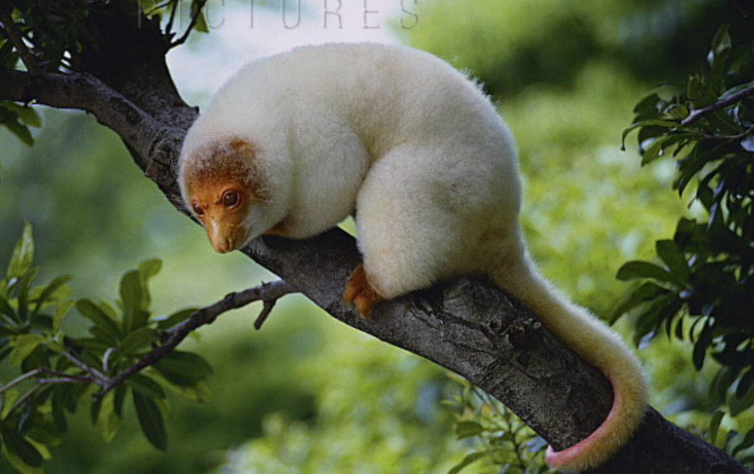 Spotted_Cuscus