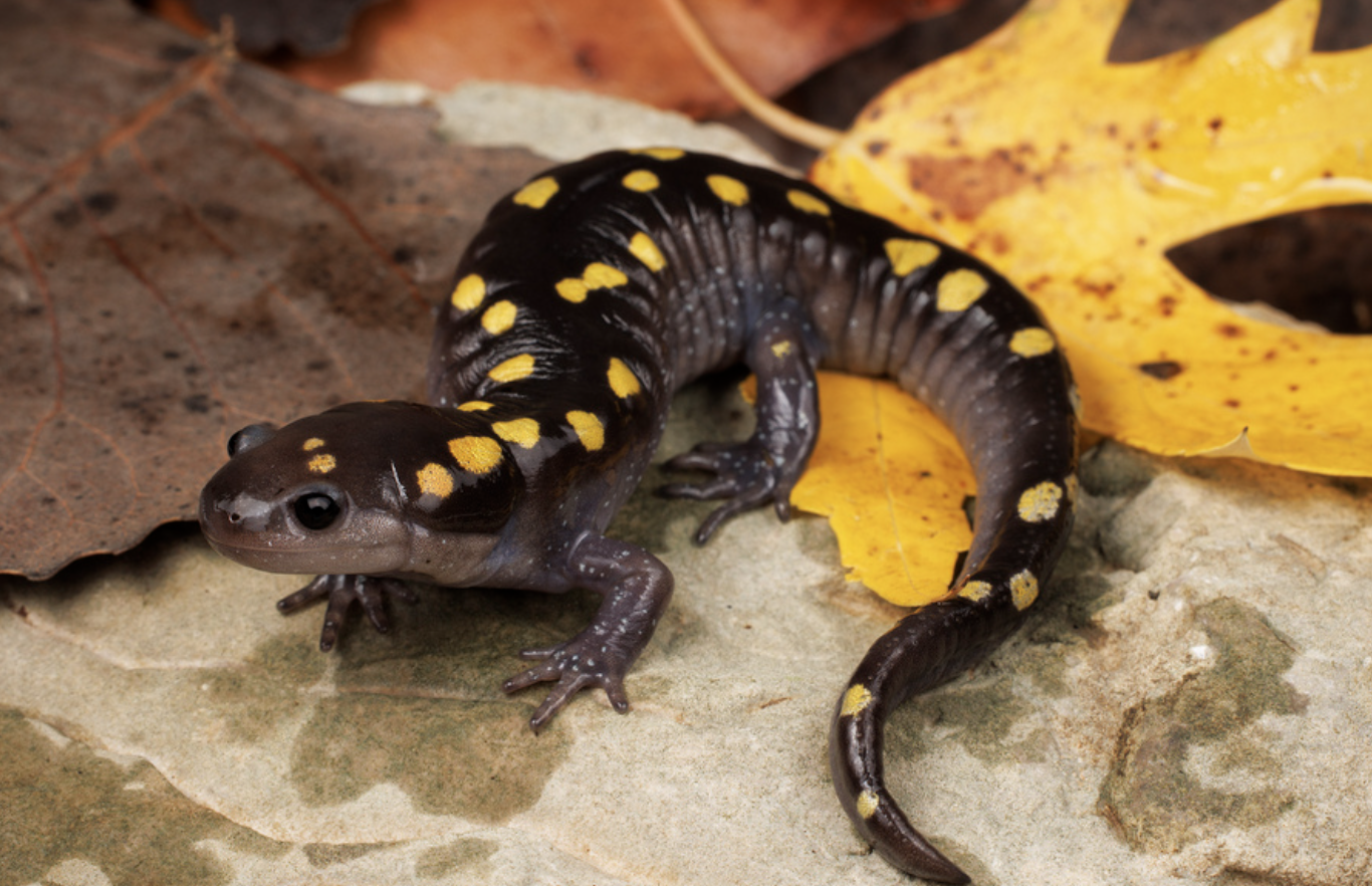 Spotted_Salamander