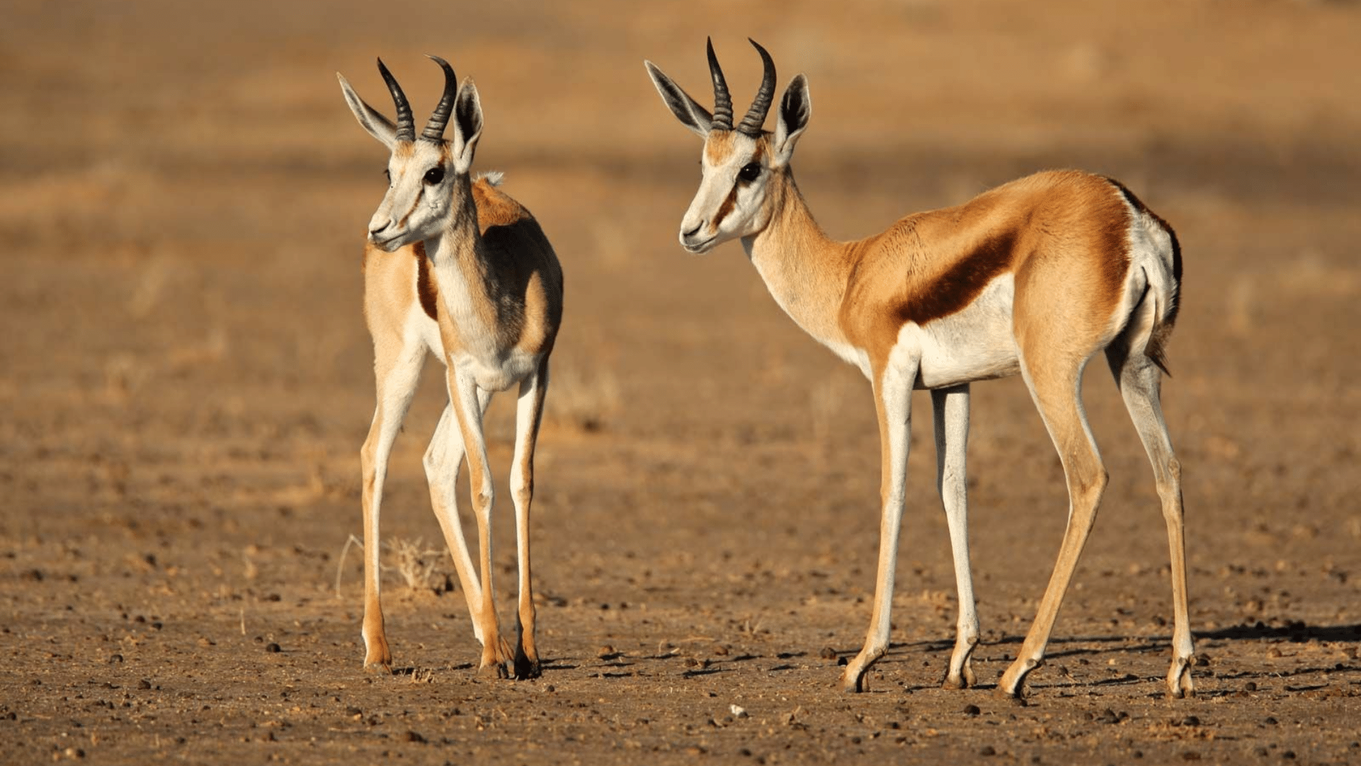 Springbok