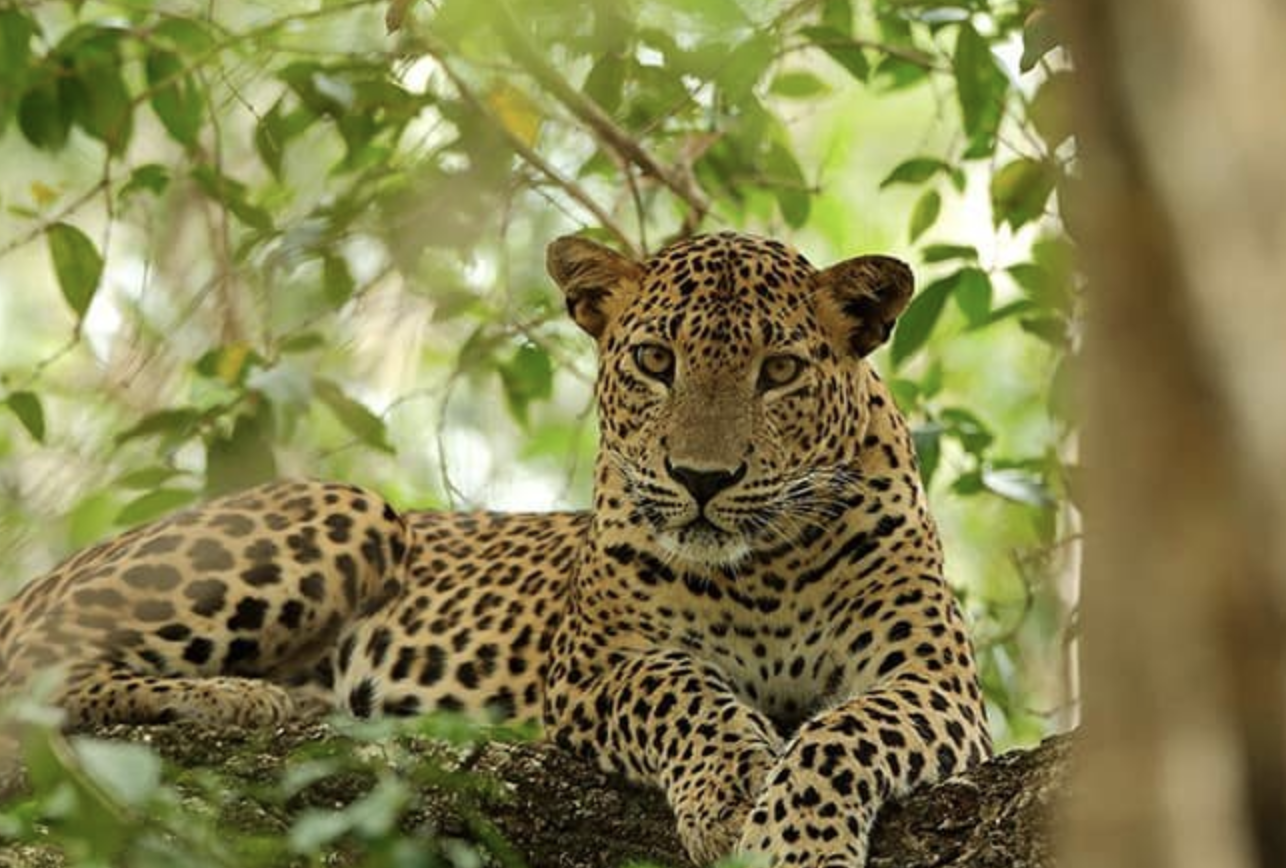 Sri_Lankan_Leopard