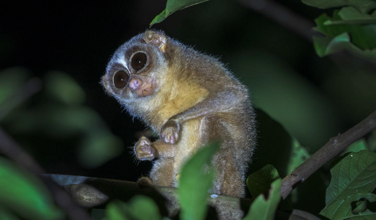 Sri_Lankan_Slender_Loris