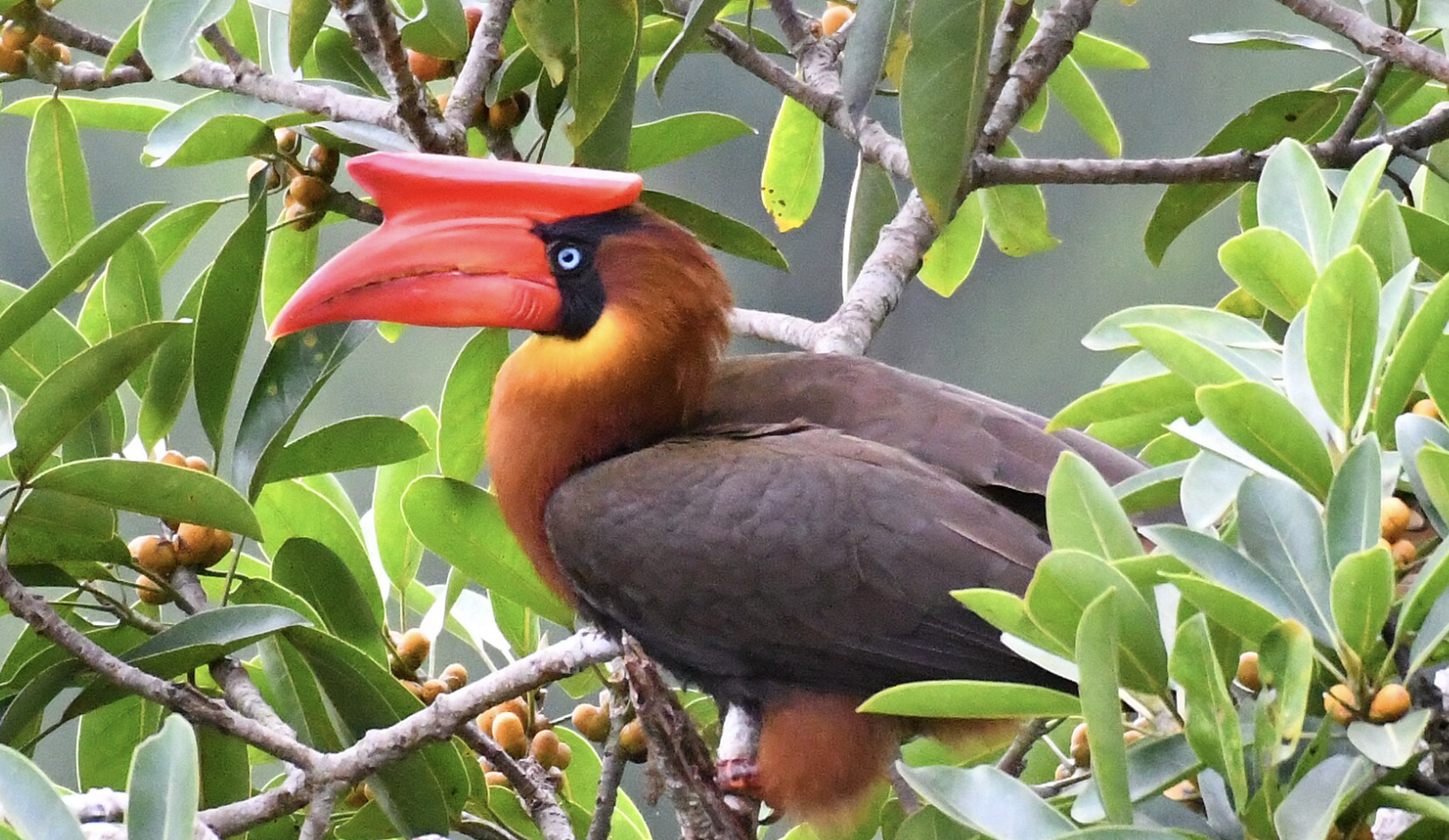 Sulu_Hornbill