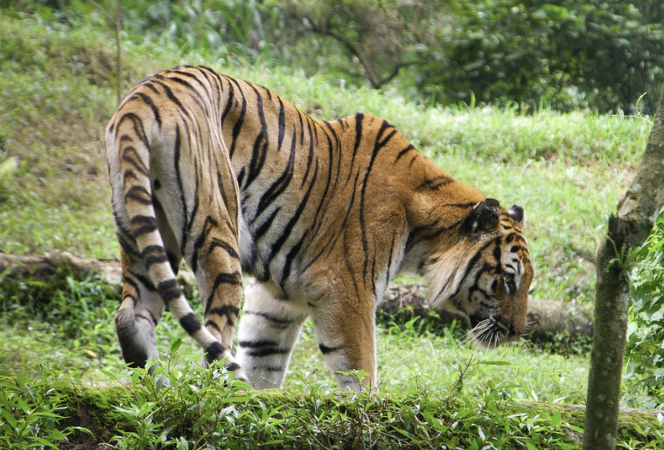 Sumatran_Tiger