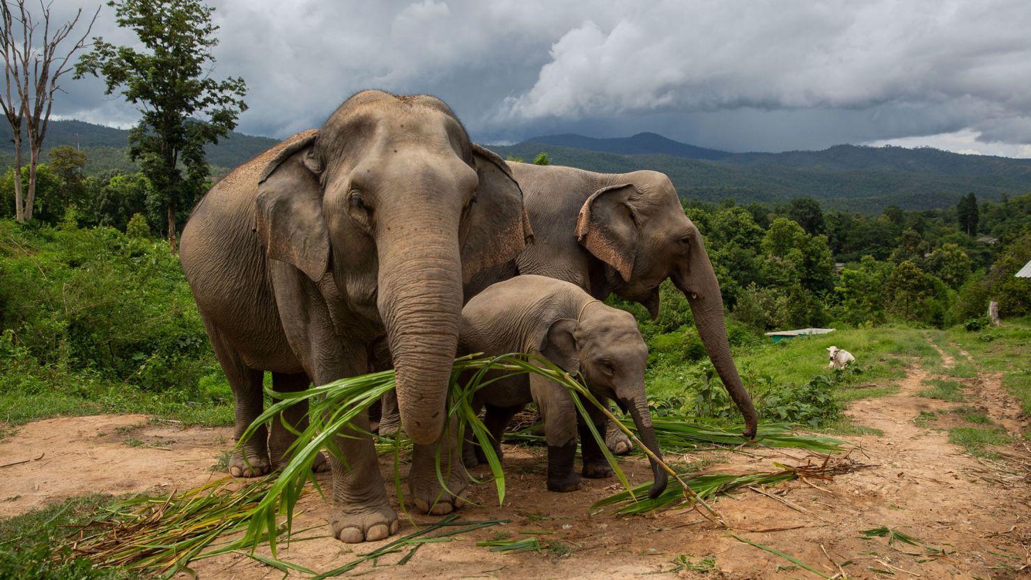 Thai_Elephant