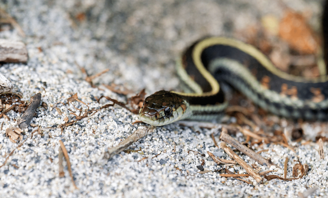 Thamnophis_Common_Garter_Snake