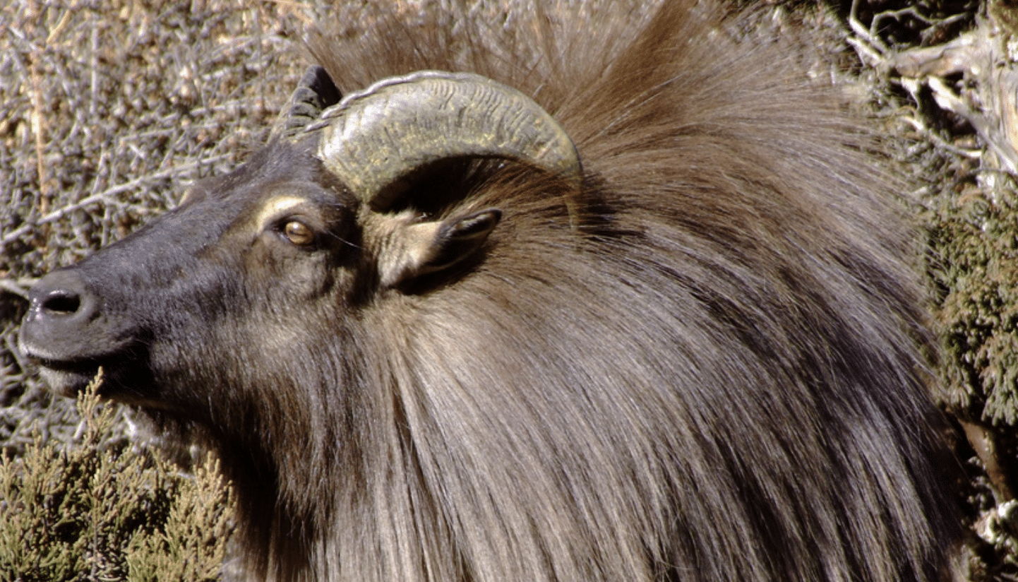 Thar_Mountain_Goat